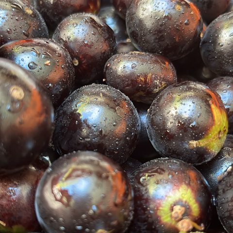 Jabuticaba
